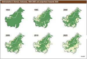 green politic - Kerusakan alam kalimantan
